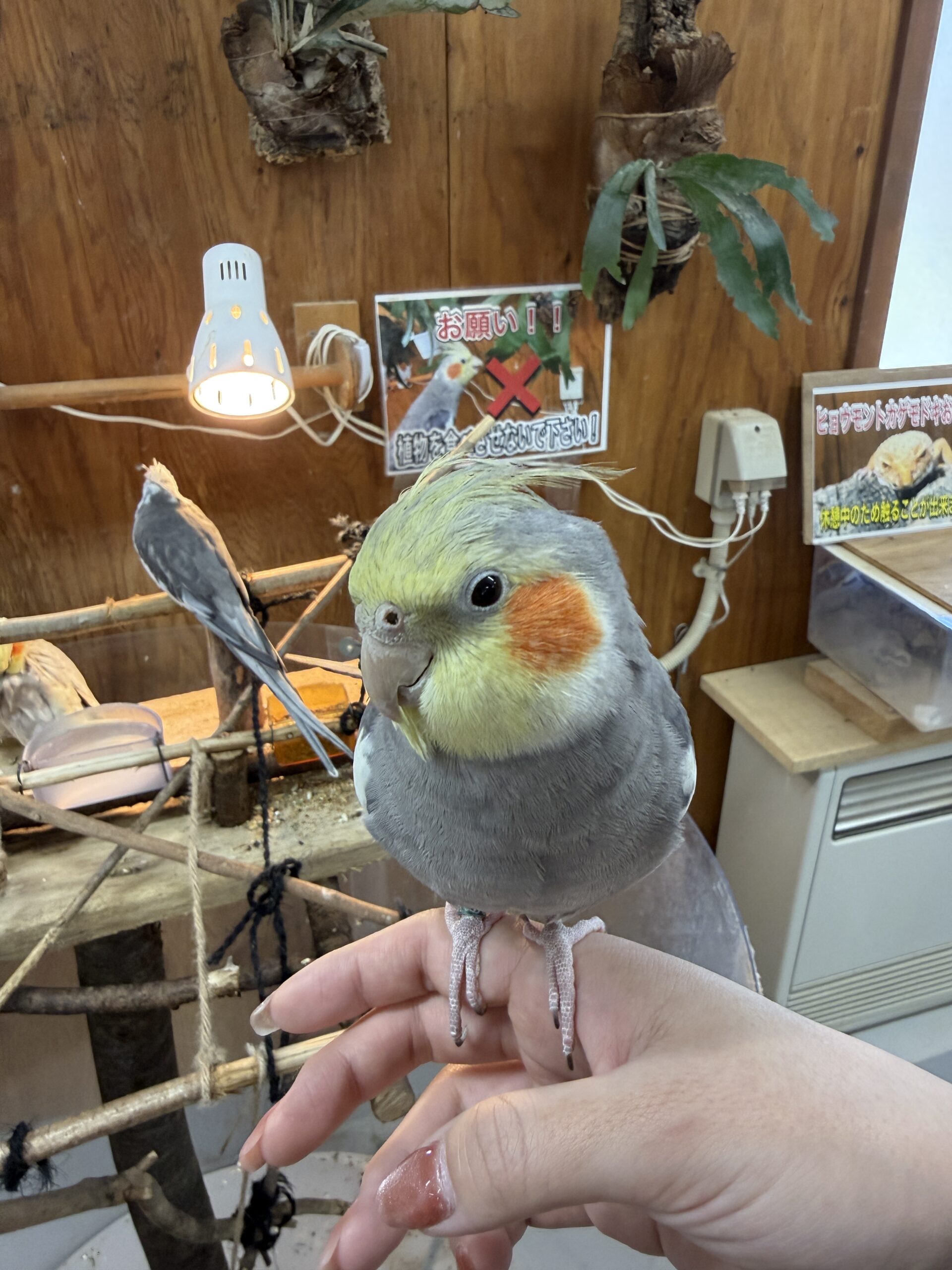 草津熱帯園のカピバラや動物たち