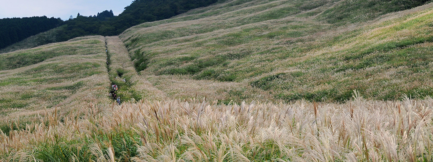 仙石原すすき草原
